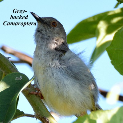 Grey-backed Camaroptera